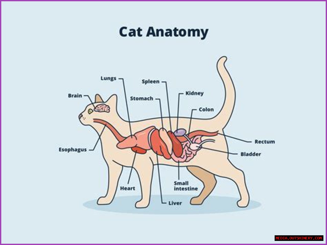 Exploring The Life Of Mahmut Orhan's Wife: A Deep Dive