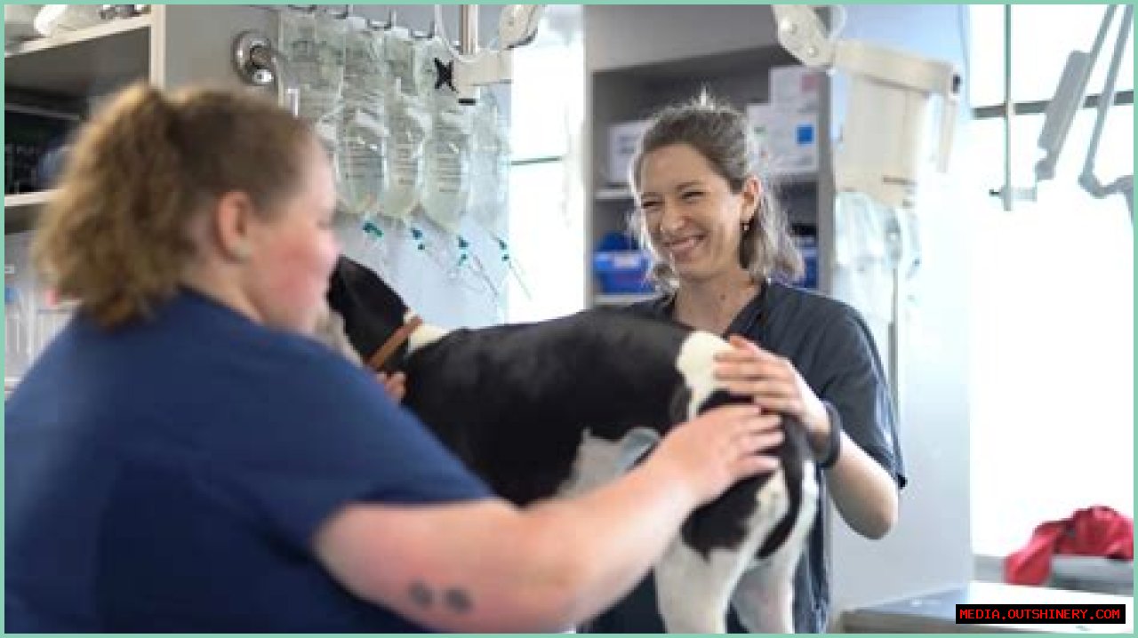 Understanding Dr. Jeff Young's Age And His Impact In Veterinary Medicine